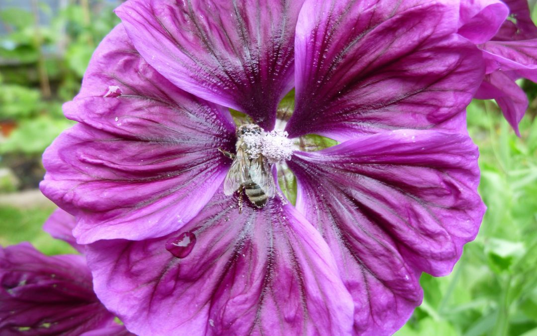 Community Gardening Workshops & Seminars