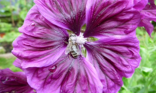 Community Gardening Workshops & Seminars