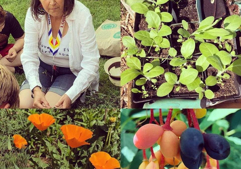 Medicinal Garden Stewardship with Lori Snyder