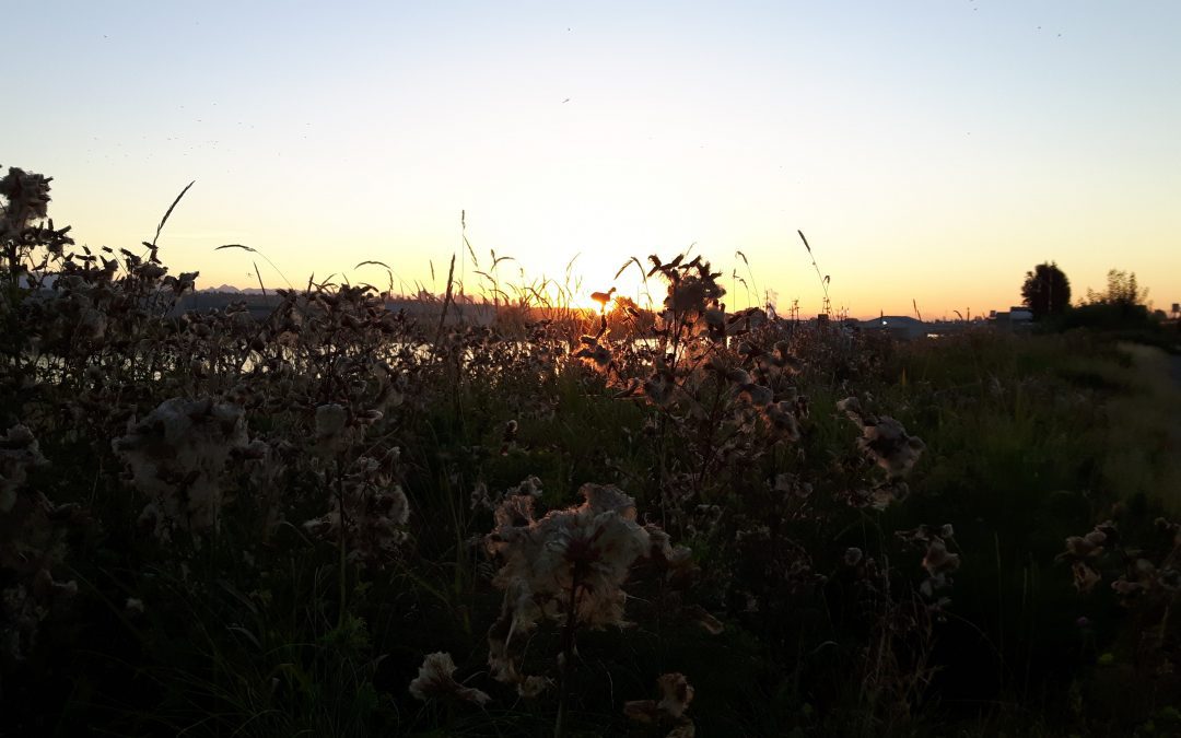 Solstice Dawn Walk