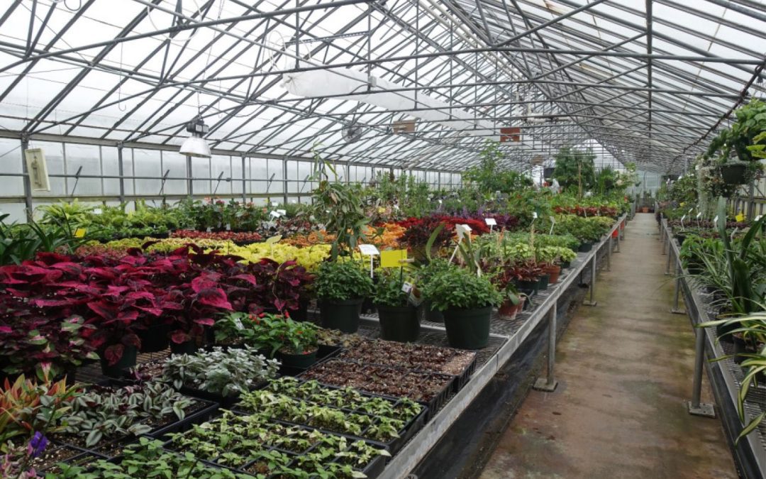 Sunset Nursery Walk
