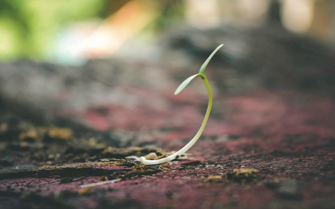 From Seeds to Flowers: An Expressive Arts Workshop Series