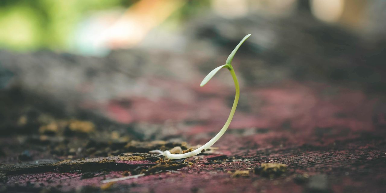 From Seeds to Flowers: An Expressive Arts Workshop Series